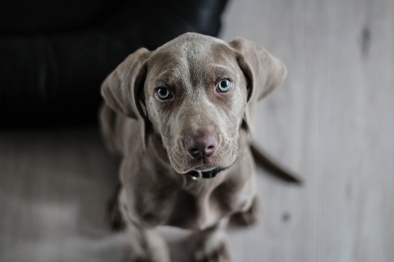 The Importance of Nutrition for Dog Show Competitors